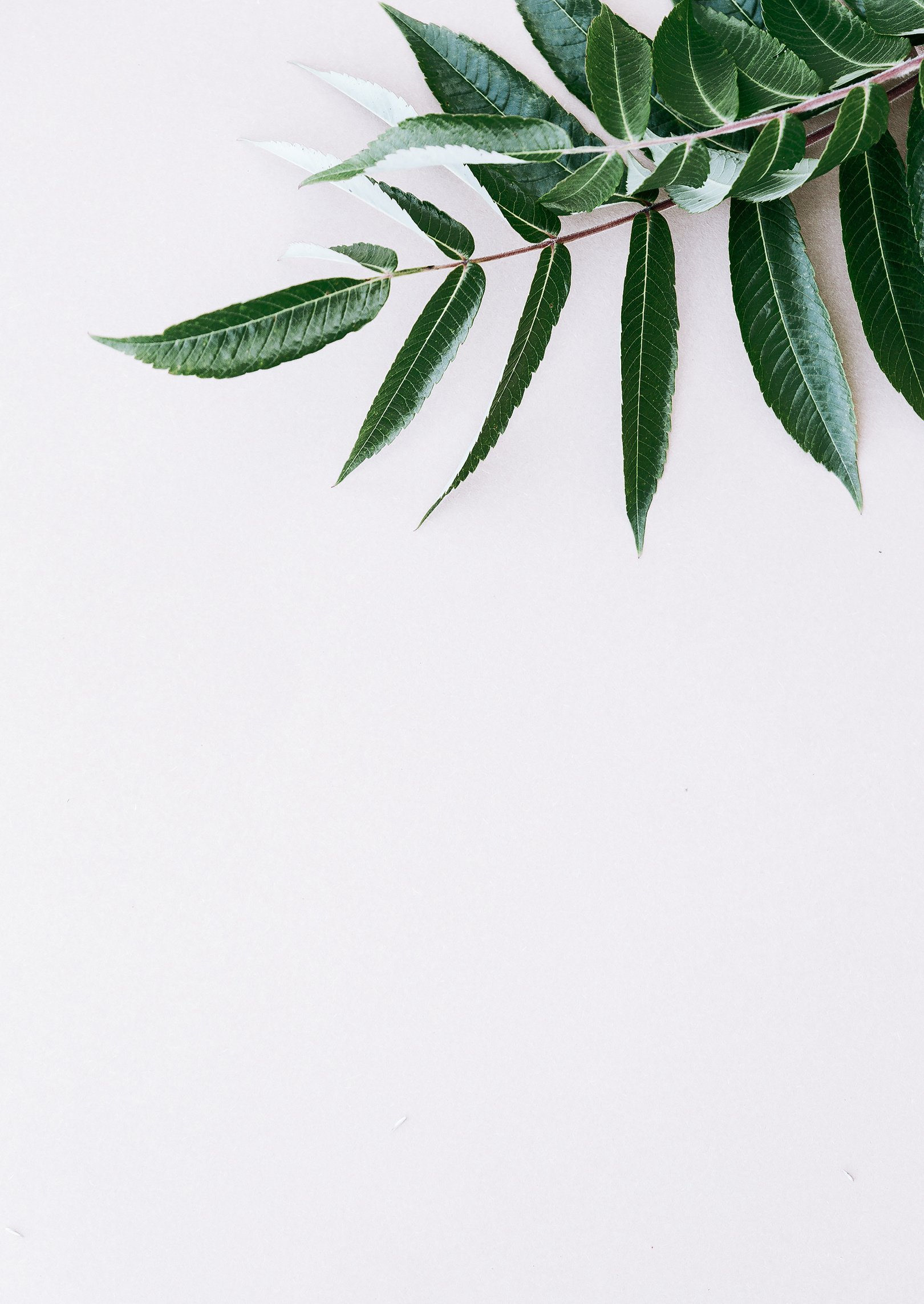 Green Branch Leaf on White Background. Aesthetic Minimal Wallpap